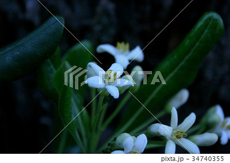 可憐な花 34740355