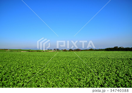 青空と三浦大根畑 34740388