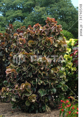 アカリファ・ウィルケシアナ 34740548