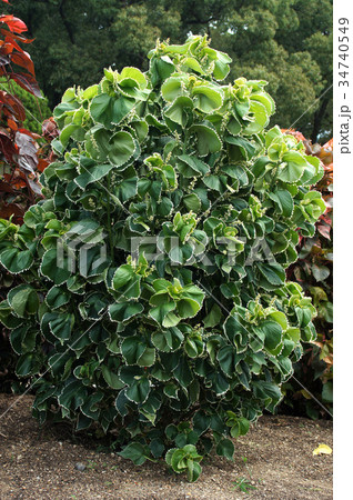 アカリファ・ウィルケシアナ 34740549