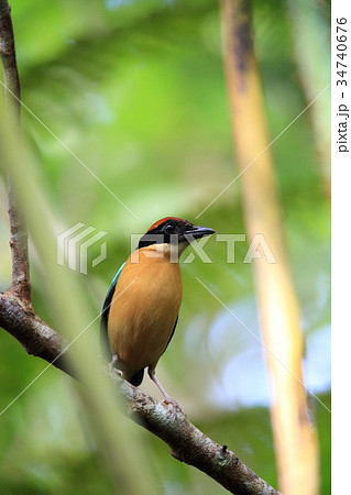 カオグロヤイロチョウ 34740676