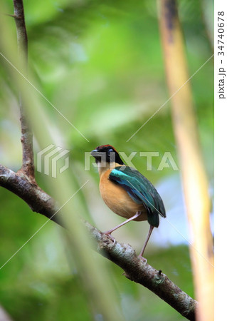 カオグロヤイロチョウ 34740678