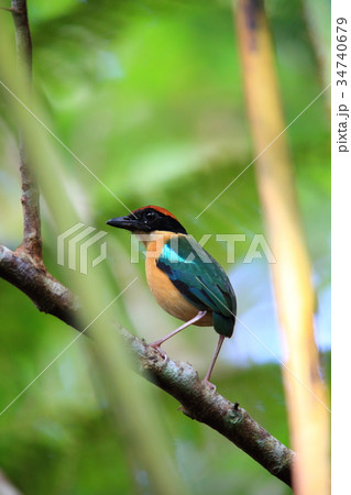 カオグロヤイロチョウ 34740679