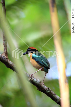 カオグロヤイロチョウ 34740680