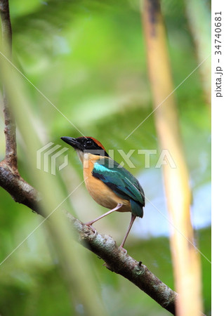 カオグロヤイロチョウ 34740681