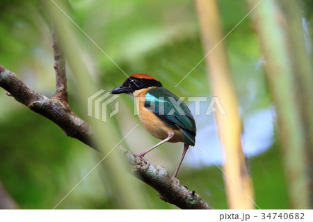 カオグロヤイロチョウ 34740682