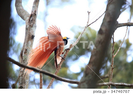 アカカザリフウチョウ 34740707