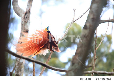 アカカザリフウチョウ 34740708