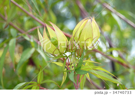 モミジアオイ モミジアオイ 34740733