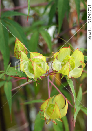モミジアオイ モミジアオイ 34740735