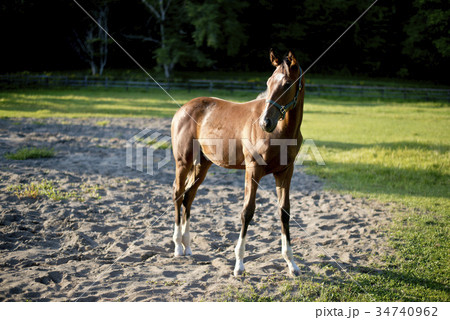 サラブレット サラブレット 34740962