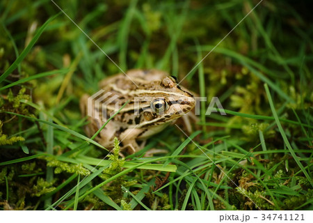 トノサマガエル 34741121