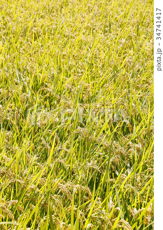 田んぼ 田んぼ 34741417