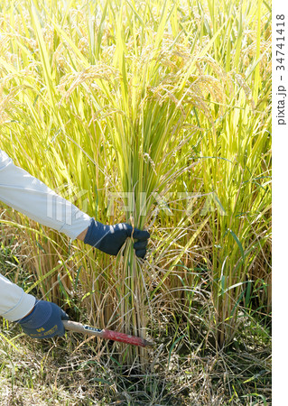 稲刈り 34741418