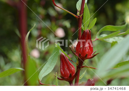 ローゼル ローゼル 34741468