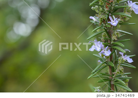 ローズマリーの花 34741469