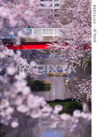 【板橋】 石神井川の桜並木 【板橋】 石神井川の桜並木 34741668