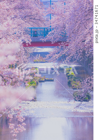 【板橋】 石神井川の桜並木 【板橋】 石神井川の桜並木 34741671