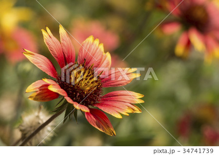 Echinacea flowers in garden Echinacea flowers in garden 34741739