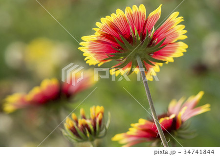 Underside of  beautiful back-lit flowers 34741844