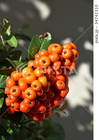 ピラカンサ 34742310