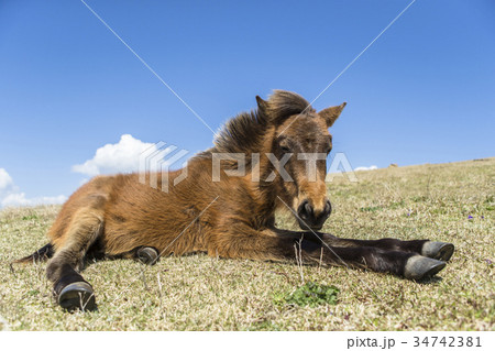 御崎馬 御崎馬 34742381