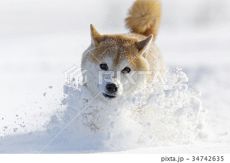 冬の柴犬 冬の柴犬 34742635