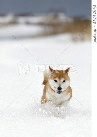 冬の柴犬 34742643