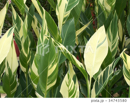 カンナ（シュトゥットガルト） 34743580