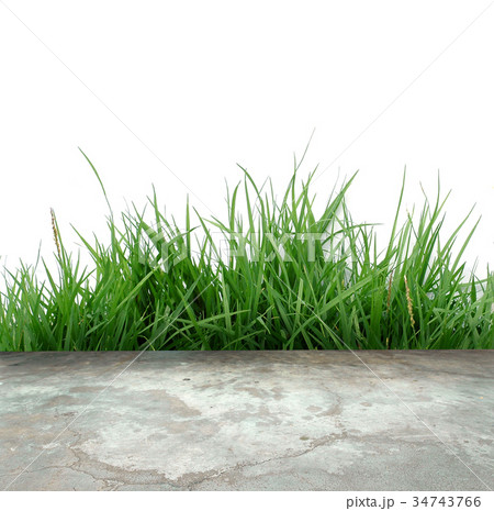 terrace with green grass terrace with green grass 34743766