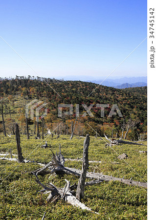 大台ケ原　立ち枯れの木　秋 34745142