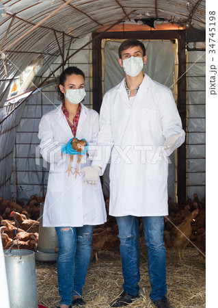 Man and woman veterinarians holding chicken 34745198