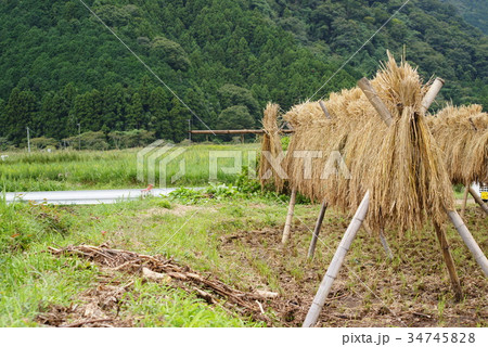 はさがけ はさがけ 34745828