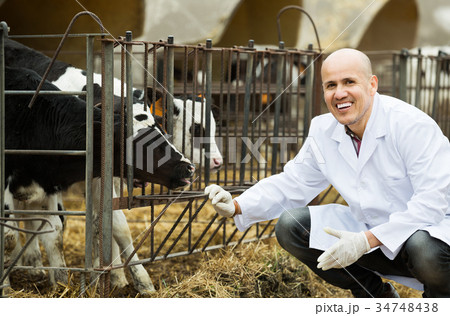 Employee nursing cattle in cowhouse Employee nursing cattle in cowhouse 34748438