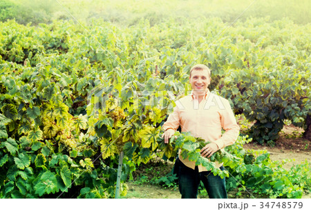 farmer near grapes in vineyard . farmer near grapes in vineyard . 34748579