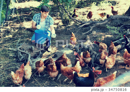 Farmer with bucket on poultry farm. Farmer with bucket on poultry farm. 34750816