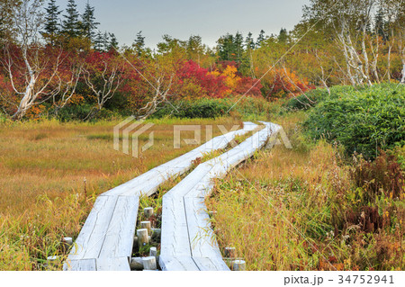 栂池自然園　紅葉 34752941