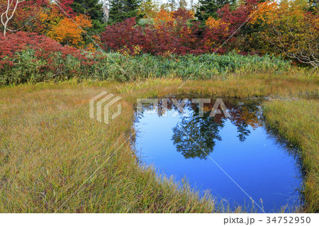 栂池自然園 紅葉 栂池自然園 紅葉 34752950