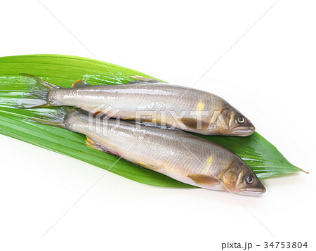 天然アユ 天然アユ 34753804
