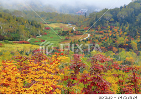 栂池自然園　紅葉 34753824