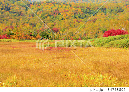 栂池自然園　紅葉 34753895