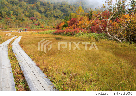 栂池自然園 紅葉 栂池自然園 紅葉 34753900