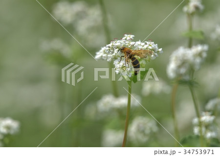 ソバの花に訪れた蜂 ツチバチの仲間 ソバの花に訪れた蜂 ツチバチの仲間 34753971