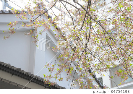 東京都台東区 谷中 三崎坂 さんさきざかの桜 東京都台東区 谷中 三崎坂 さんさきざかの桜 34754198