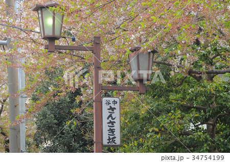東京都台東区　谷中　三崎坂　さんさきざかの桜 34754199