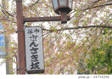 東京都台東区 谷中 三崎坂 さんさきざかの桜 東京都台東区 谷中 三崎坂 さんさきざかの桜 34754200