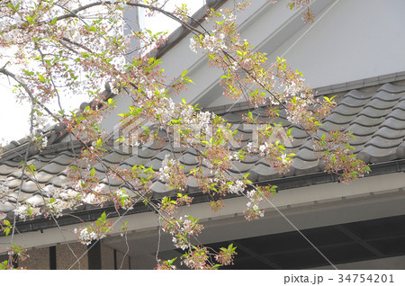 東京都台東区　谷中　三崎坂　さんさきざかの桜 34754201