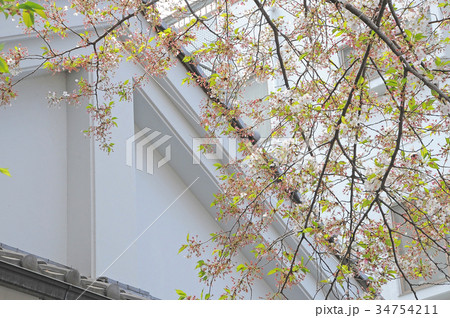 東京都台東区　谷中　三崎坂　さんさきざかの桜 34754211