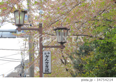 東京都台東区 谷中 三崎坂 さんさきざかの桜 東京都台東区 谷中 三崎坂 さんさきざかの桜 34754214