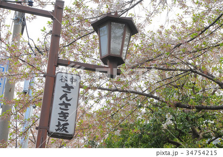 東京都台東区 谷中 三崎坂 さんさきざかの桜 東京都台東区 谷中 三崎坂 さんさきざかの桜 34754215
